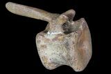 Long Edmontosaurus (Duck-Billed Dinosaur) Vertebra - SD #92846-1